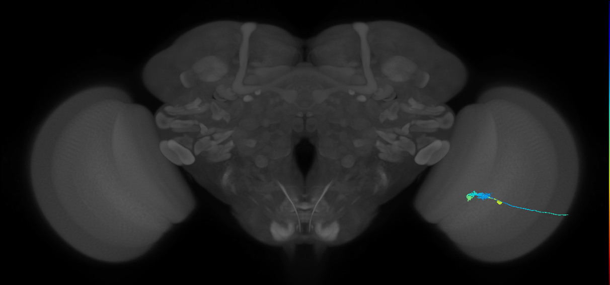 C3_R (JRC_OpticLobe:543741)