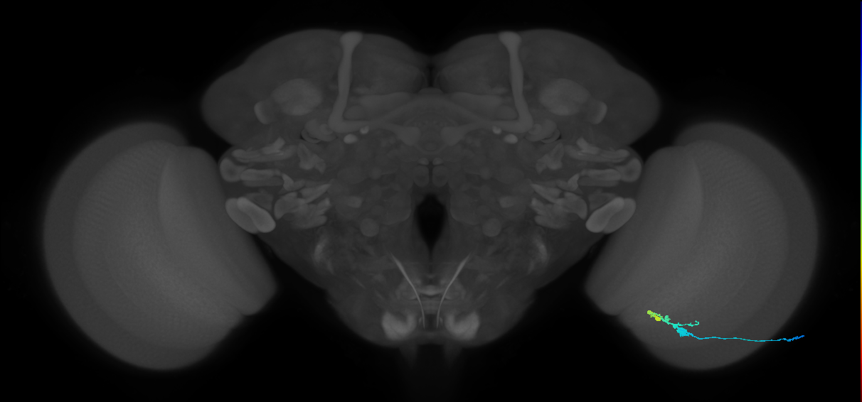 C3_R (JRC_OpticLobe:48573)