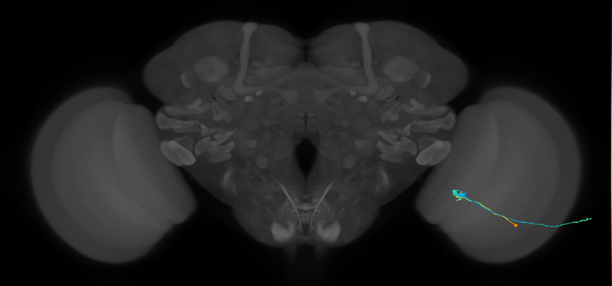 C3_R (JRC_OpticLobe:89531)