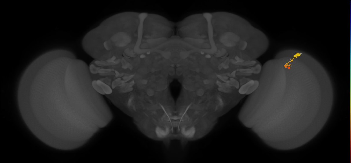 C3_R (JRC_OpticLobe:63744)
