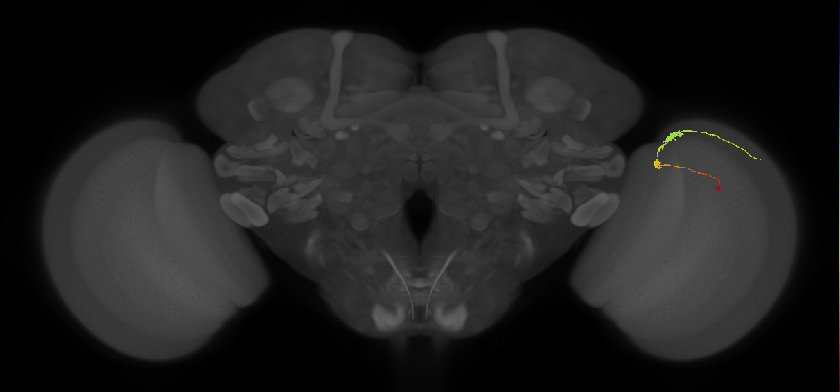 C3_R (JRC_OpticLobe:82250)