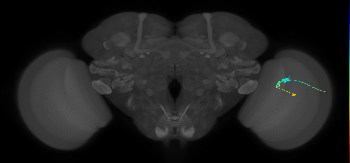 C3_R (JRC_OpticLobe:57874)