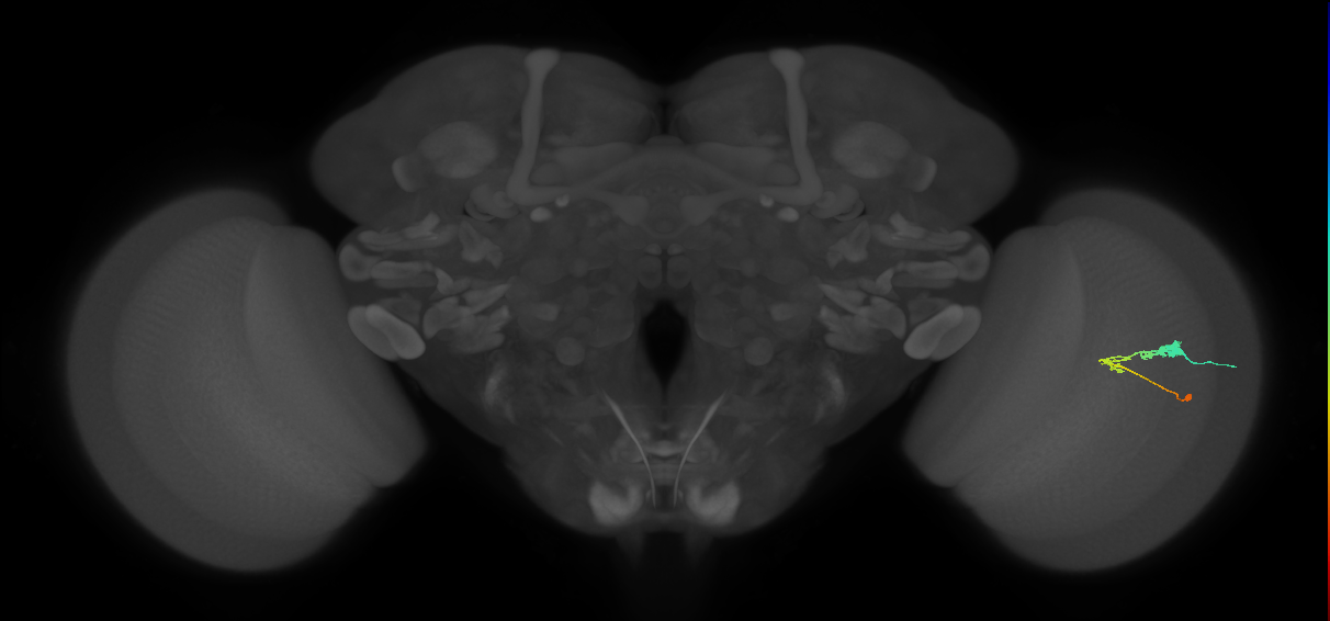 C3_R (JRC_OpticLobe:52281)