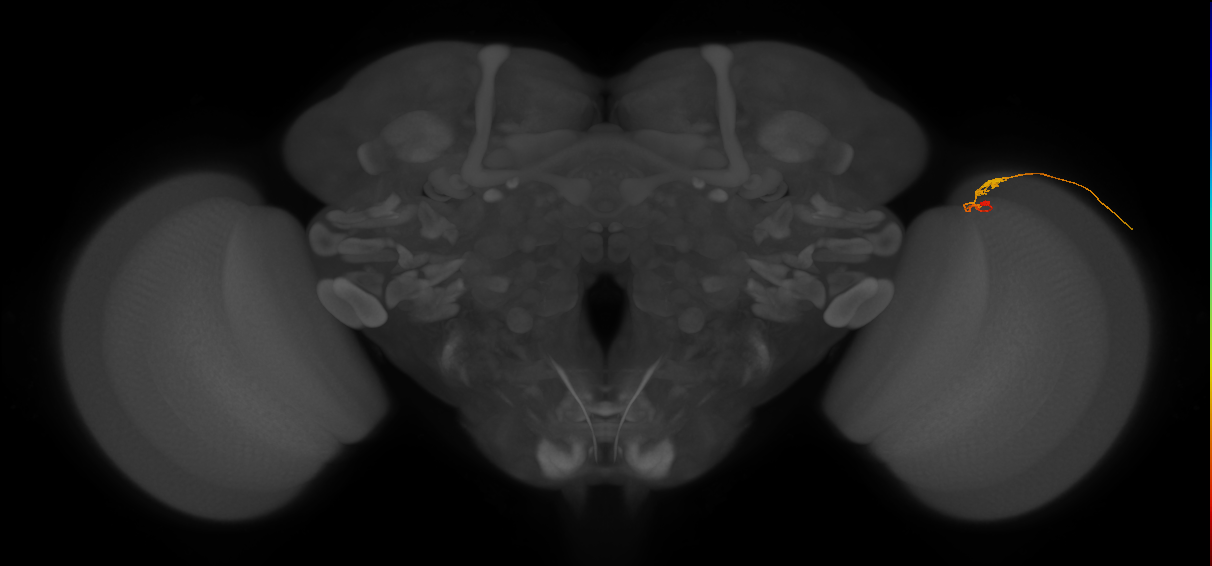 C3_R (JRC_OpticLobe:90973)