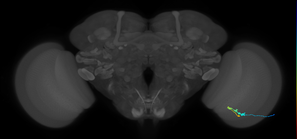 C3_R (JRC_OpticLobe:49964)