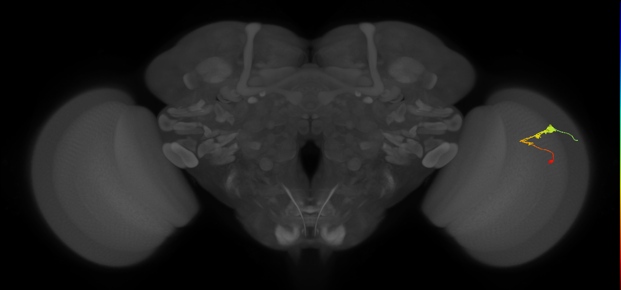 C3_R (JRC_OpticLobe:60645)