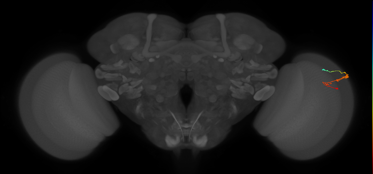 C3_R (JRC_OpticLobe:60444)