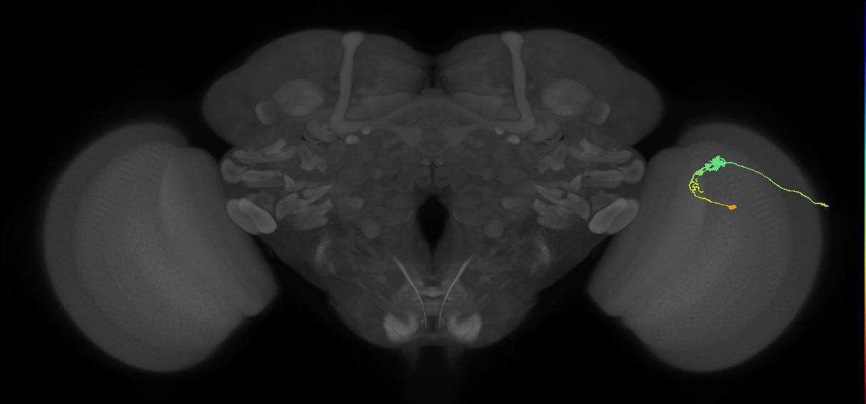 C3_R (JRC_OpticLobe:53340)