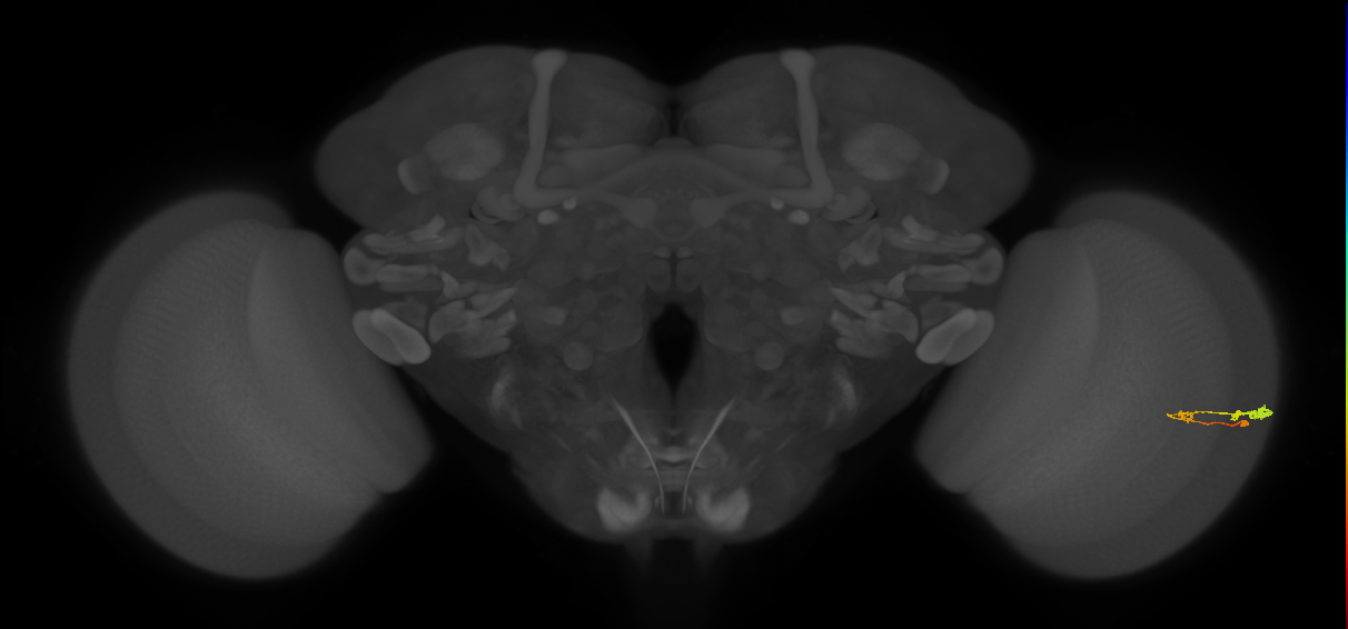 C3_R (JRC_OpticLobe:54810)