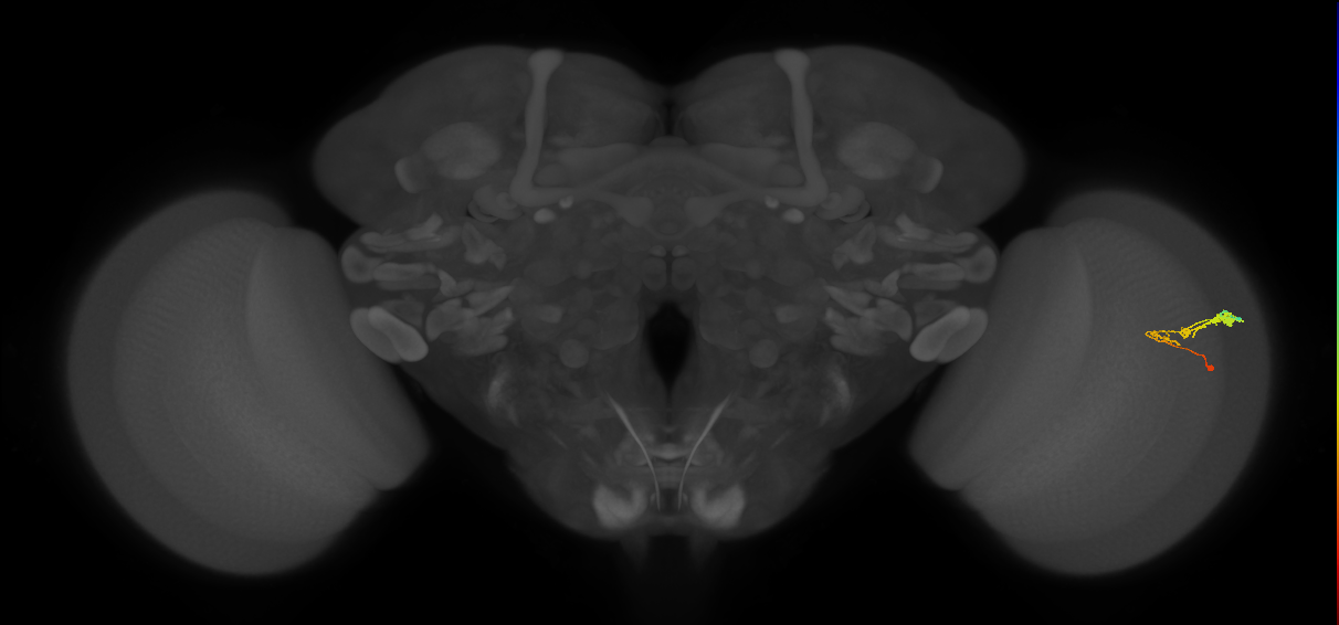 C3_R (JRC_OpticLobe:58363)