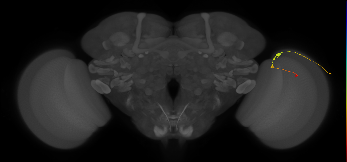 C3_R (JRC_OpticLobe:85169)