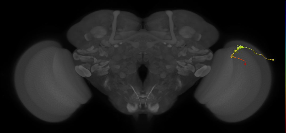 C3_R (JRC_OpticLobe:53194)
