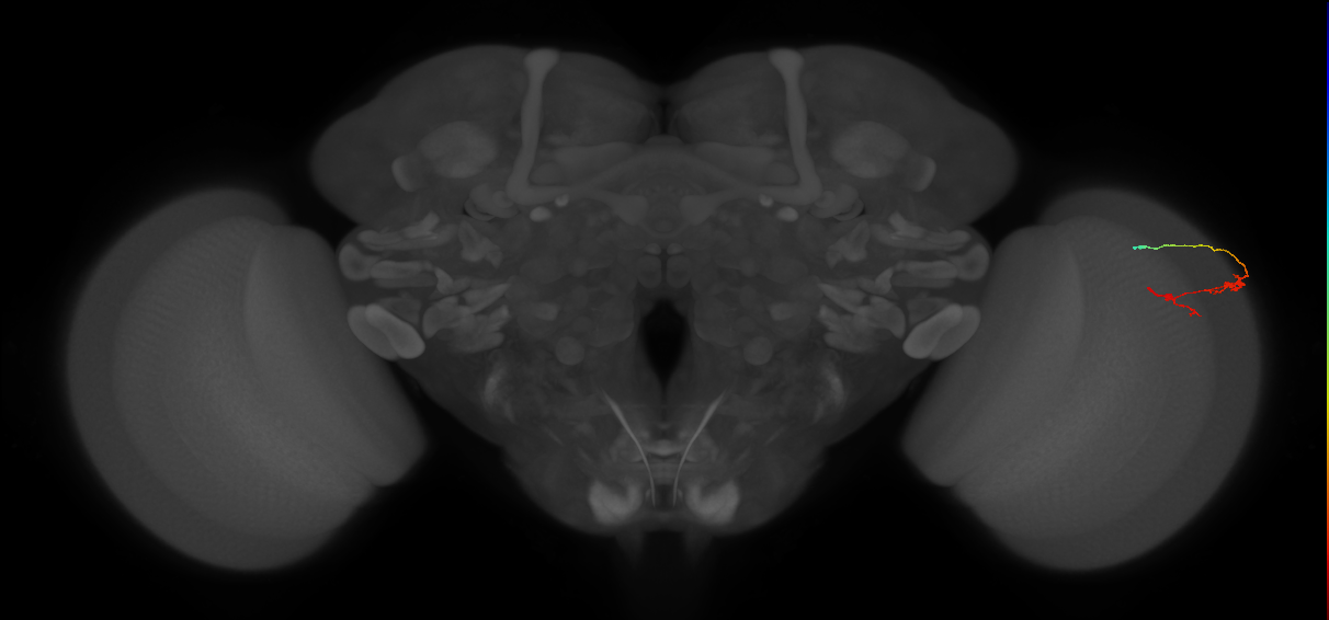 C3_R (JRC_OpticLobe:112260)