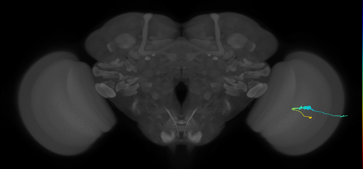C3_R (JRC_OpticLobe:55484)