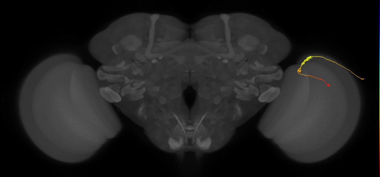 C3_R (JRC_OpticLobe:78249)