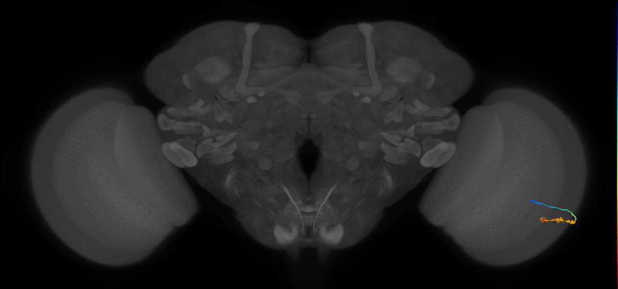 C3_R (JRC_OpticLobe:103925)