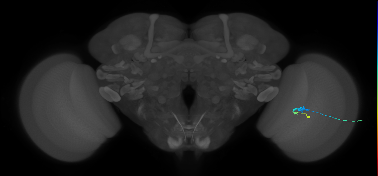 C3_R (JRC_OpticLobe:56273)