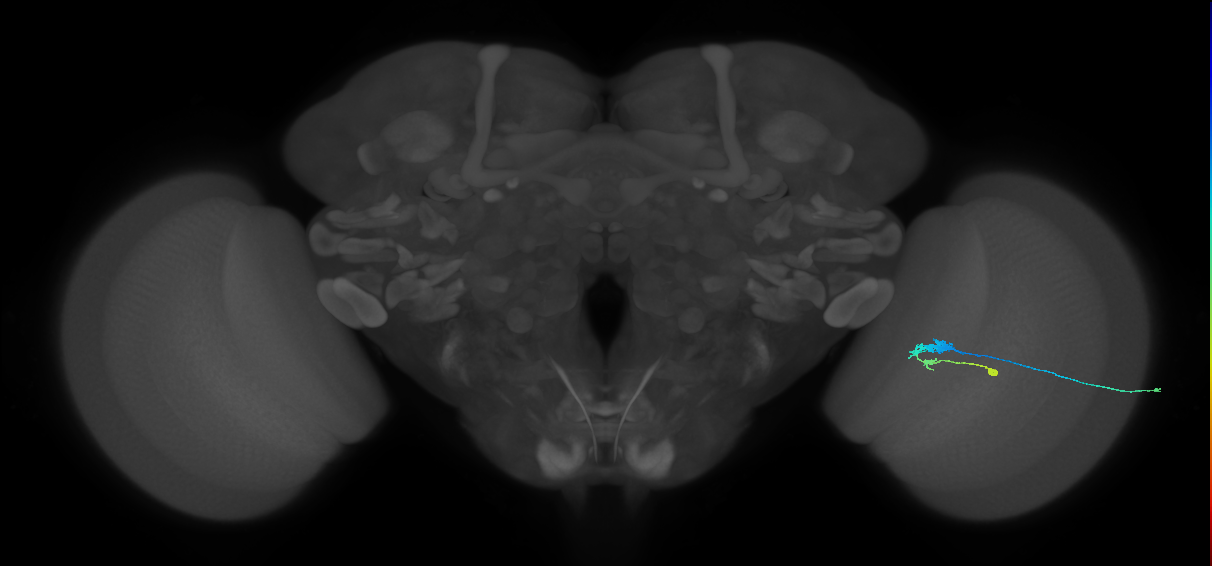 C3_R (JRC_OpticLobe:58666)