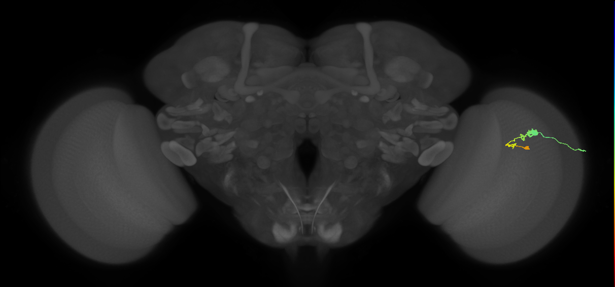 C3_R (JRC_OpticLobe:59271)