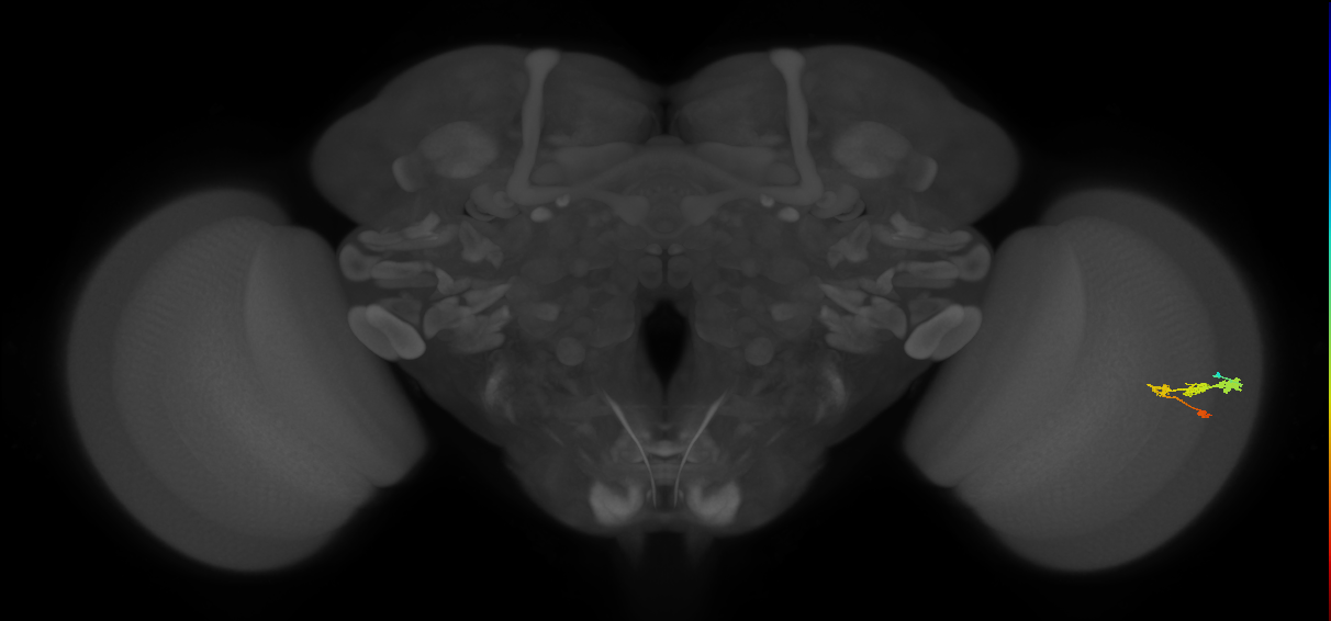 C3_R (JRC_OpticLobe:53854)