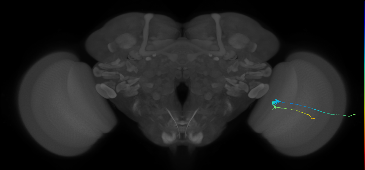 C3_R (JRC_OpticLobe:76045)