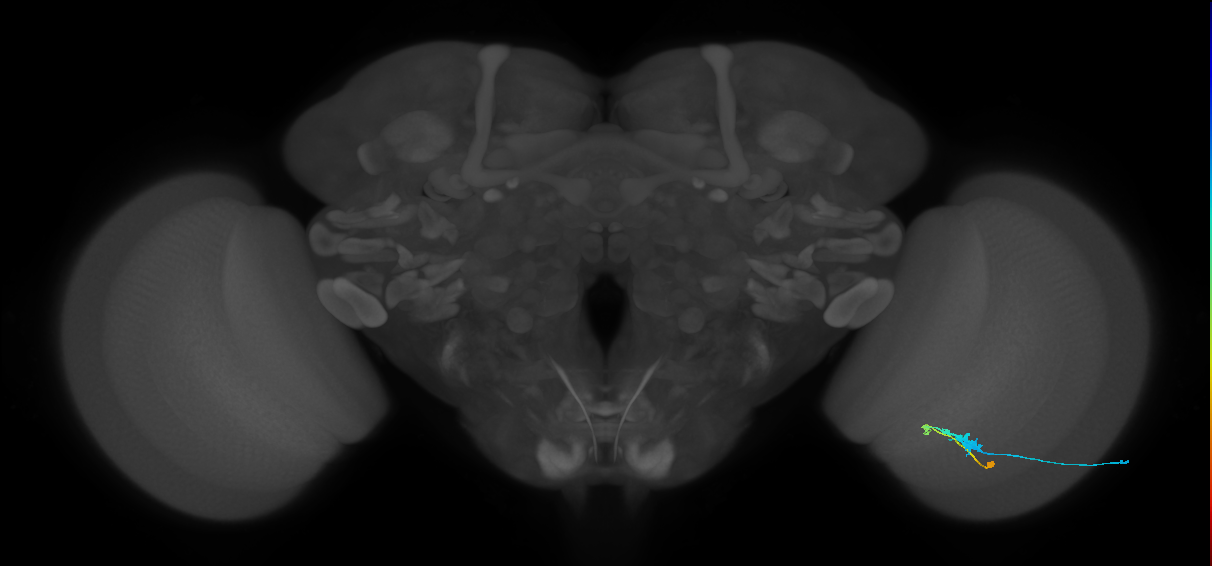 C3_R (JRC_OpticLobe:56345)