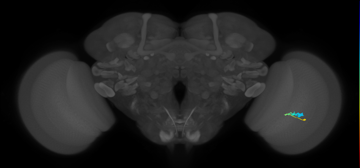 C3_R (JRC_OpticLobe:60808)