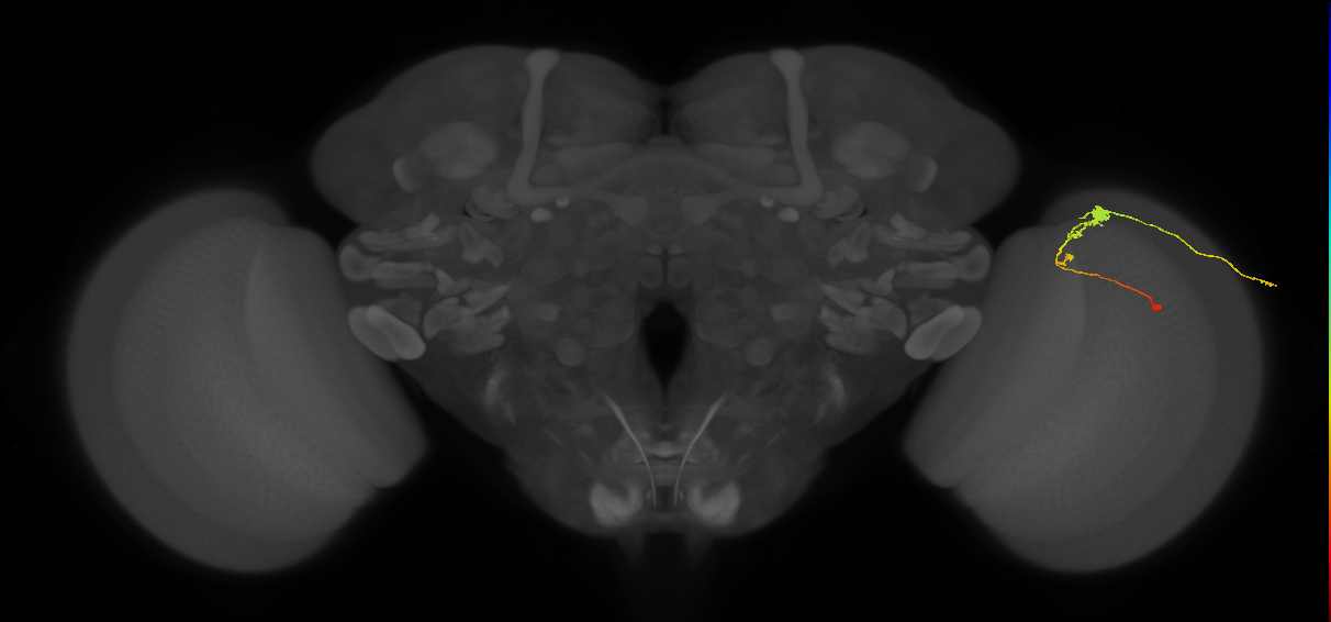C3_R (JRC_OpticLobe:67880)