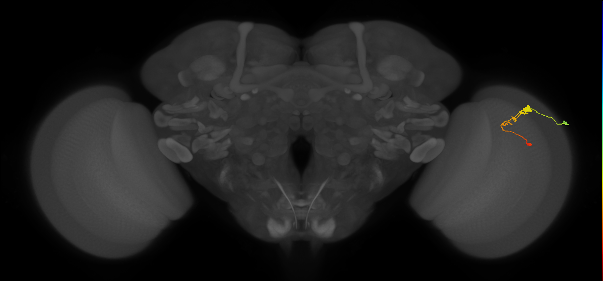 C3_R (JRC_OpticLobe:53177)