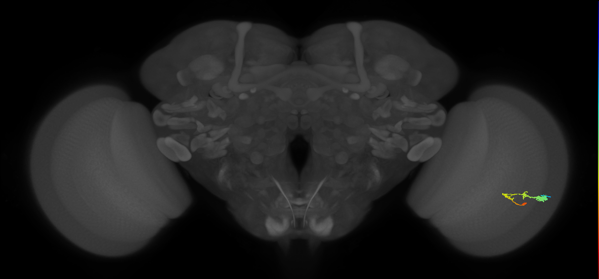 C3_R (JRC_OpticLobe:46227)