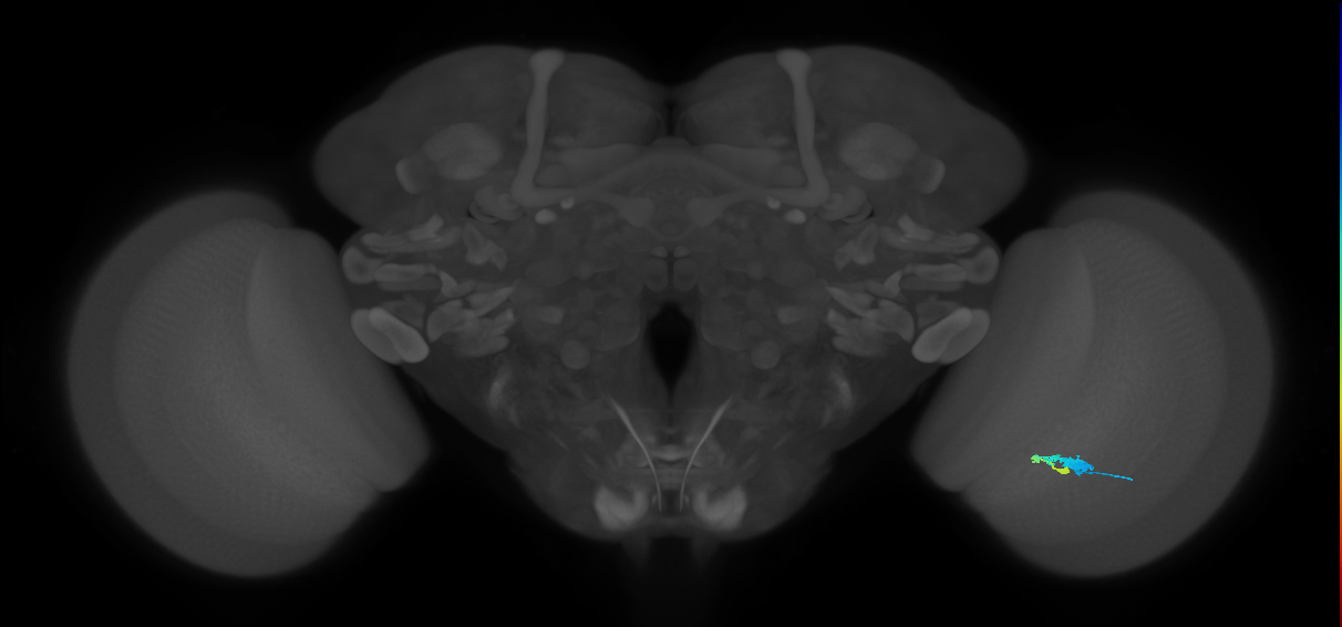 C3_R (JRC_OpticLobe:66777)