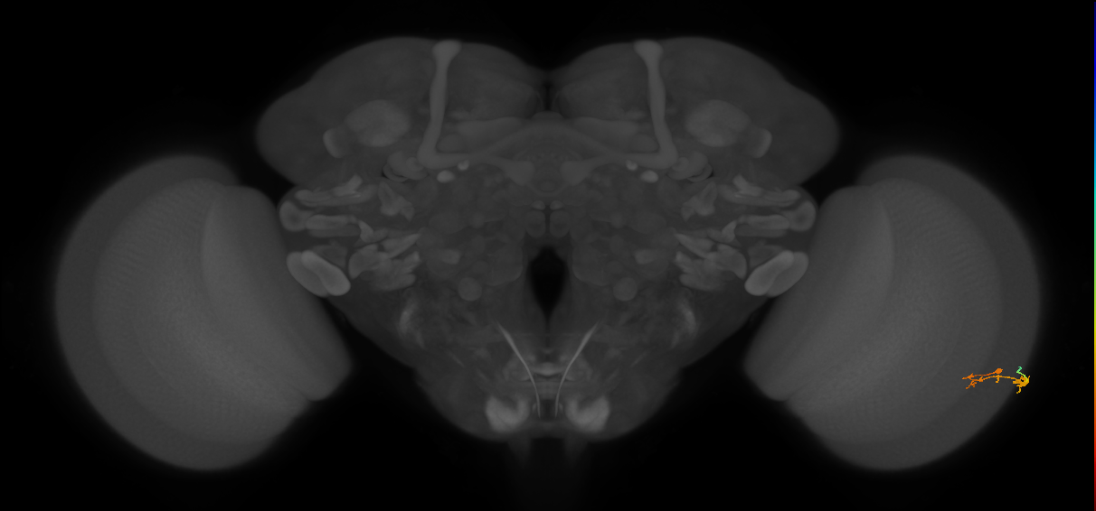 C3_R (JRC_OpticLobe:93931)