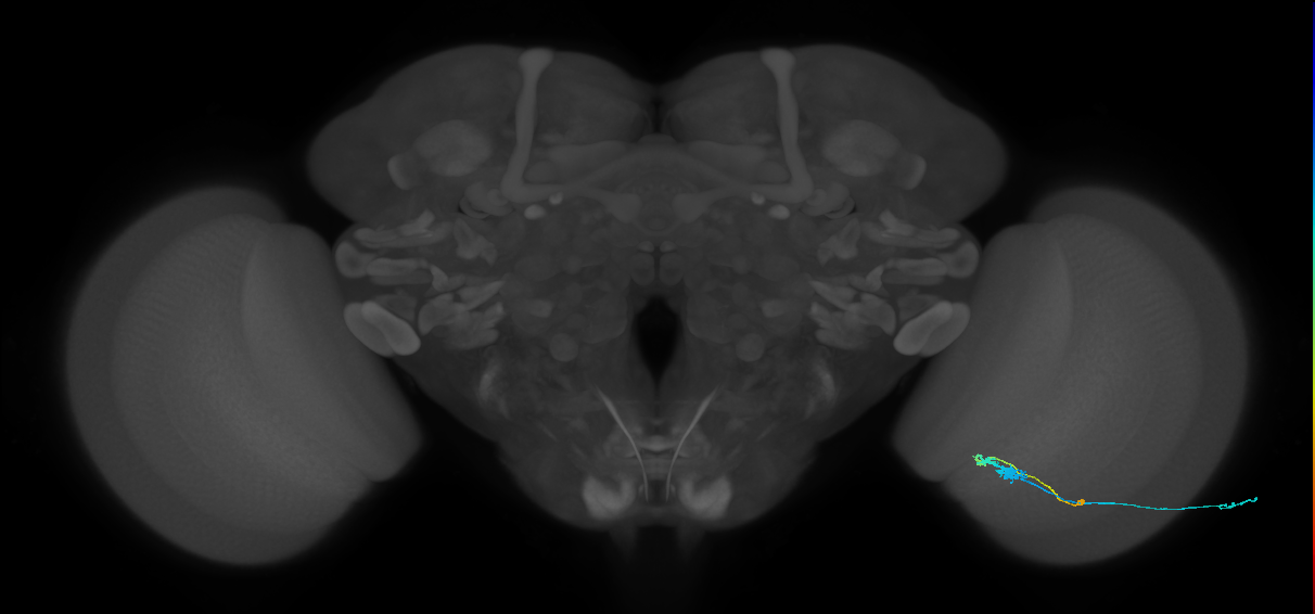 C3_R (JRC_OpticLobe:72733)