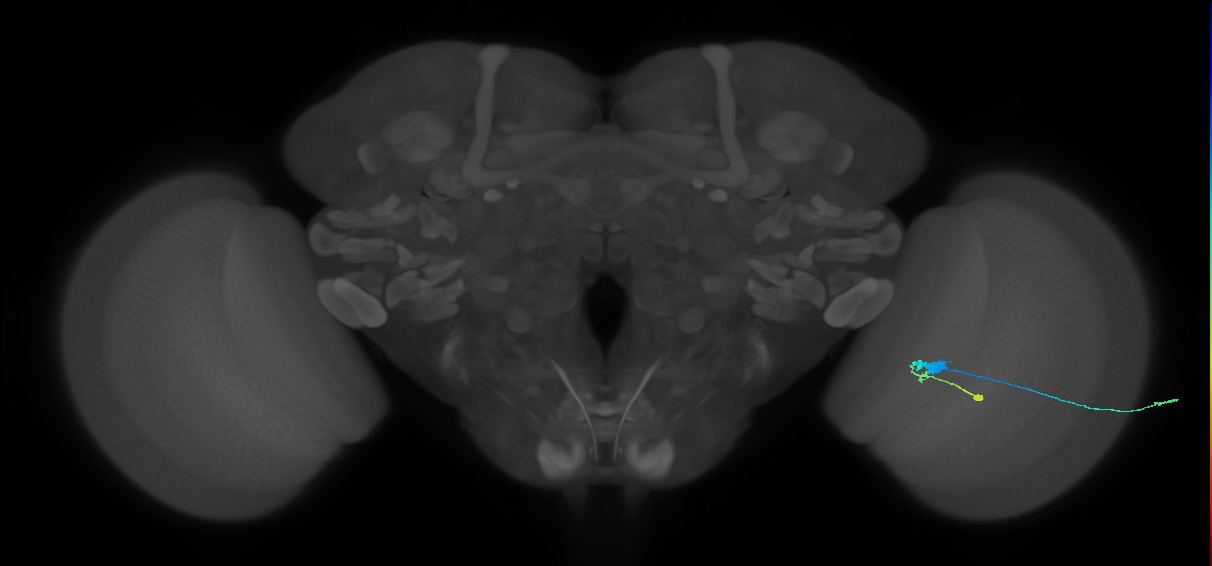 C3_R (JRC_OpticLobe:57079)