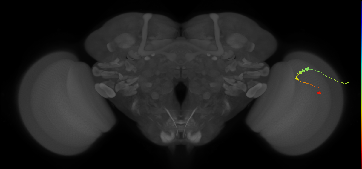 C3_R (JRC_OpticLobe:59221)