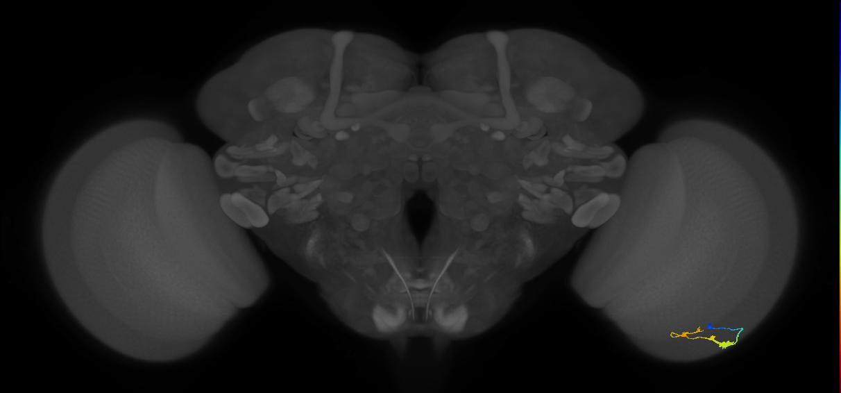 C3_R (JRC_OpticLobe:63985)