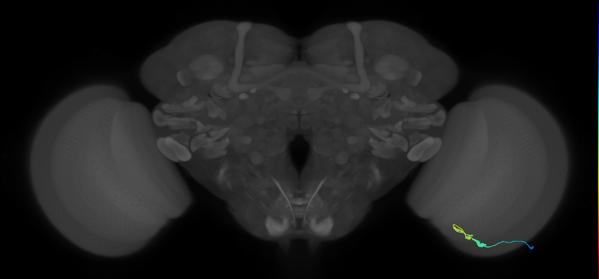 C3_R (JRC_OpticLobe:58823)