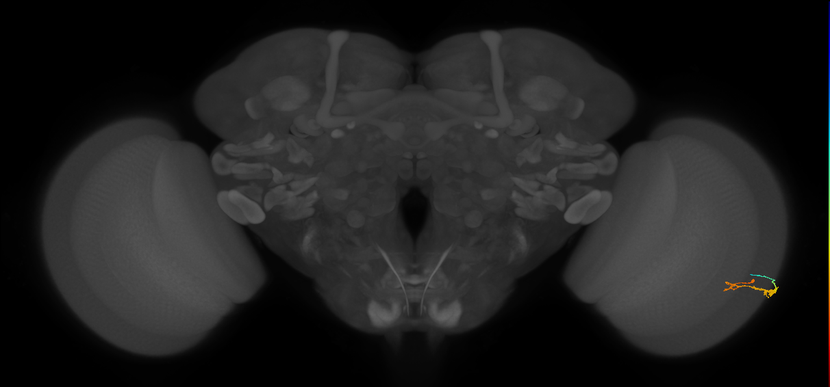 C3_R (JRC_OpticLobe:75503)
