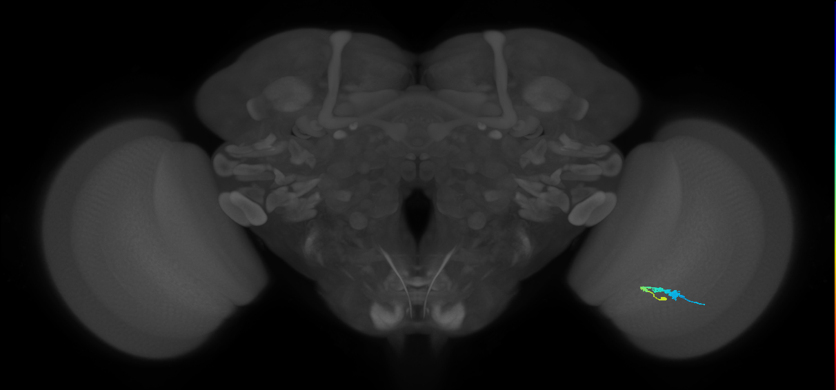 C3_R (JRC_OpticLobe:71312)