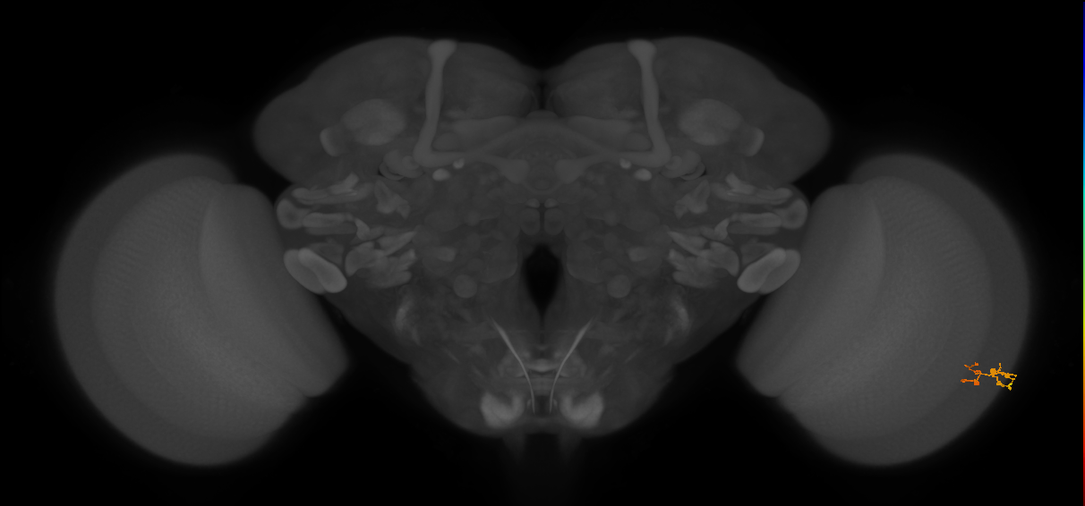 C3_R (JRC_OpticLobe:126838)