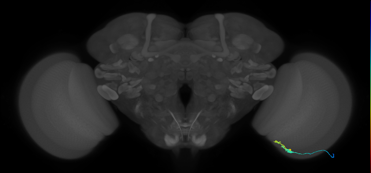 C3_R (JRC_OpticLobe:70212)