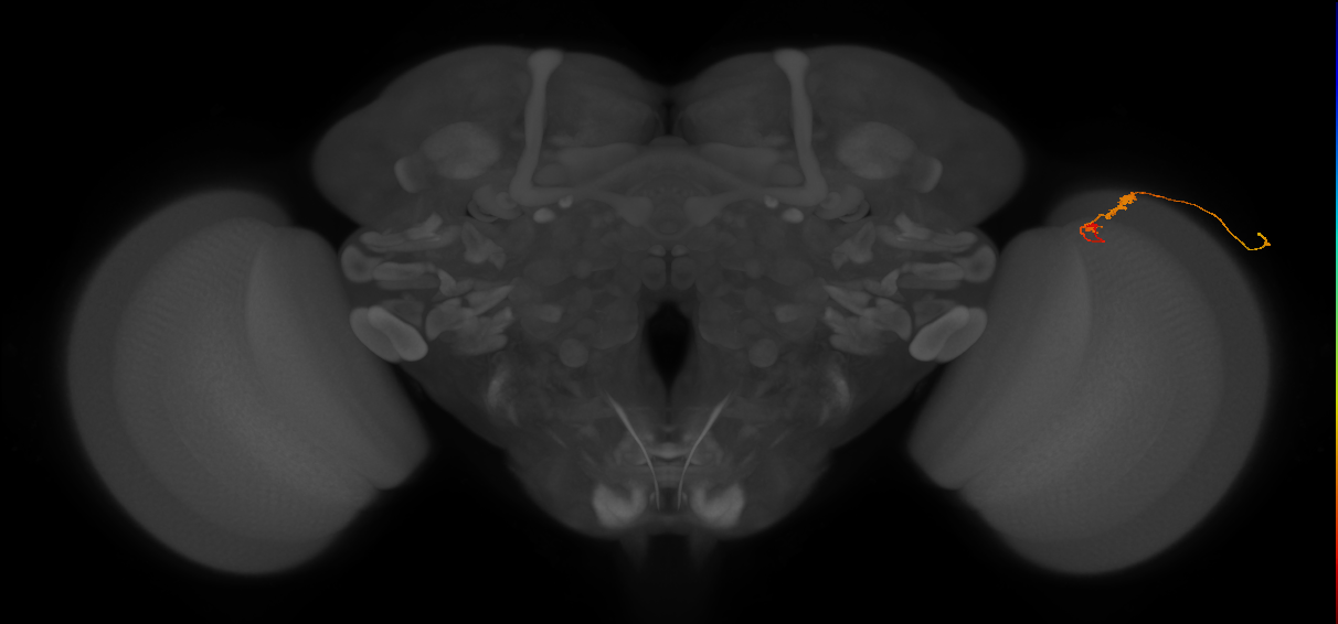 C3_R (JRC_OpticLobe:74383)