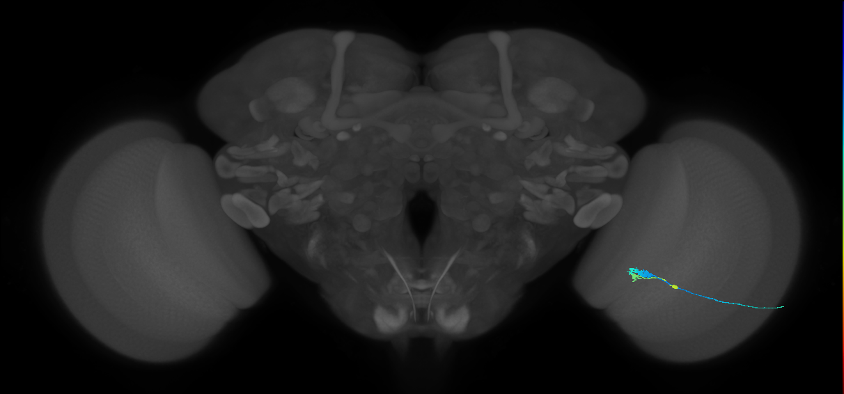 C3_R (JRC_OpticLobe:86238)
