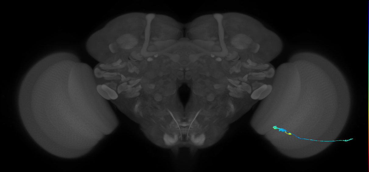 C3_R (JRC_OpticLobe:57500)