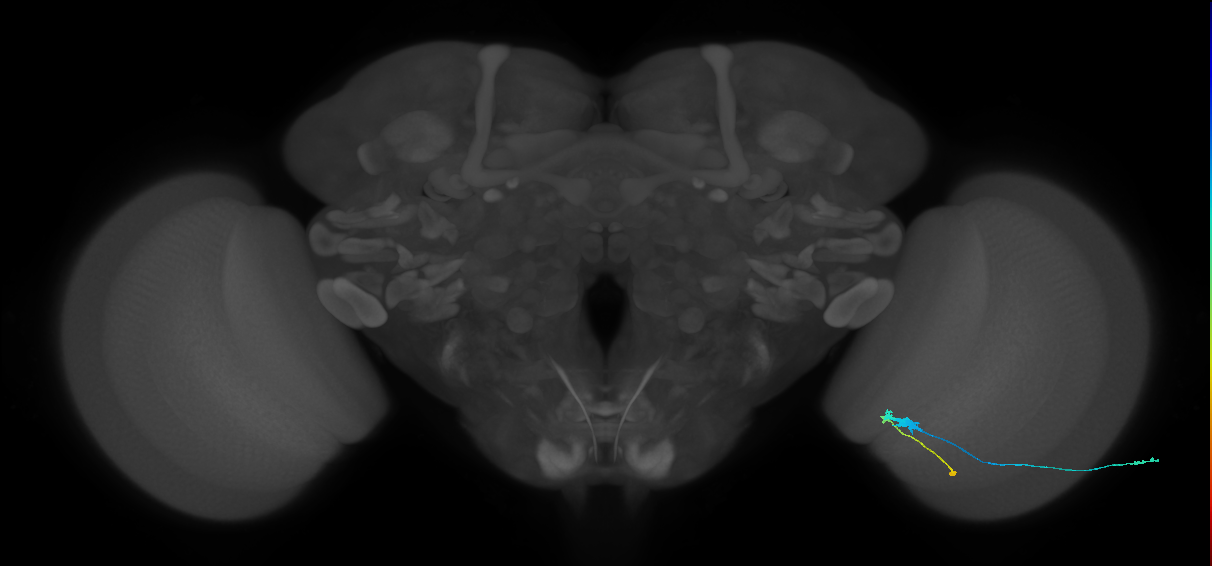 C3_R (JRC_OpticLobe:75856)