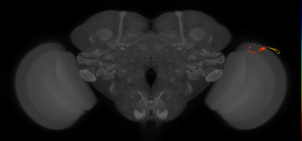 C3_R (JRC_OpticLobe:99936)