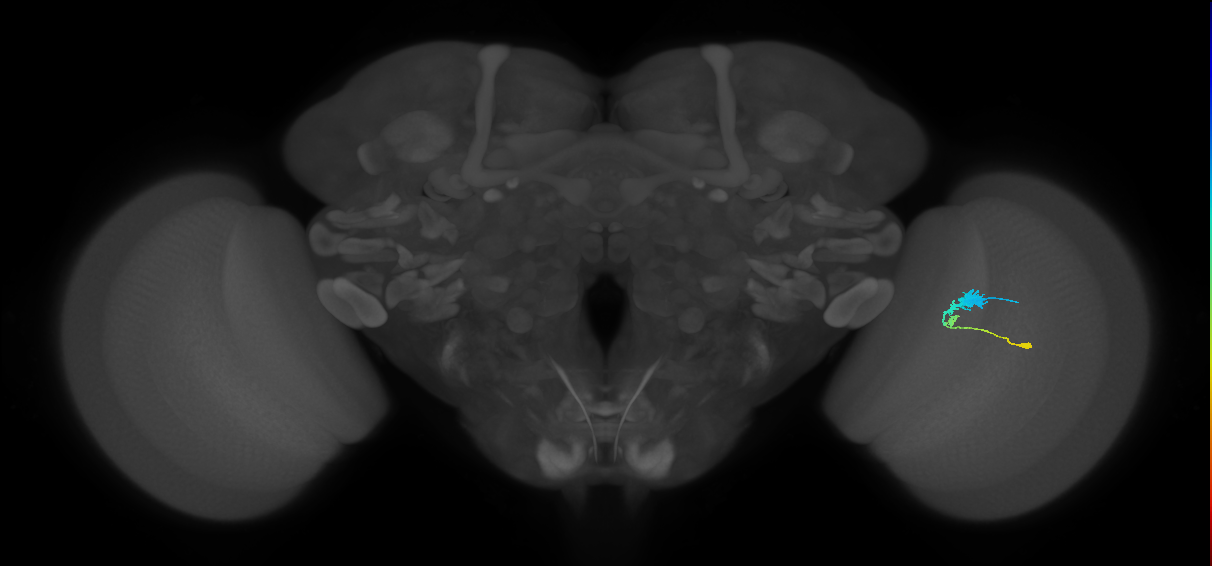 C3_R (JRC_OpticLobe:58268)