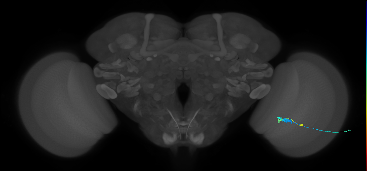 C3_R (JRC_OpticLobe:64084)