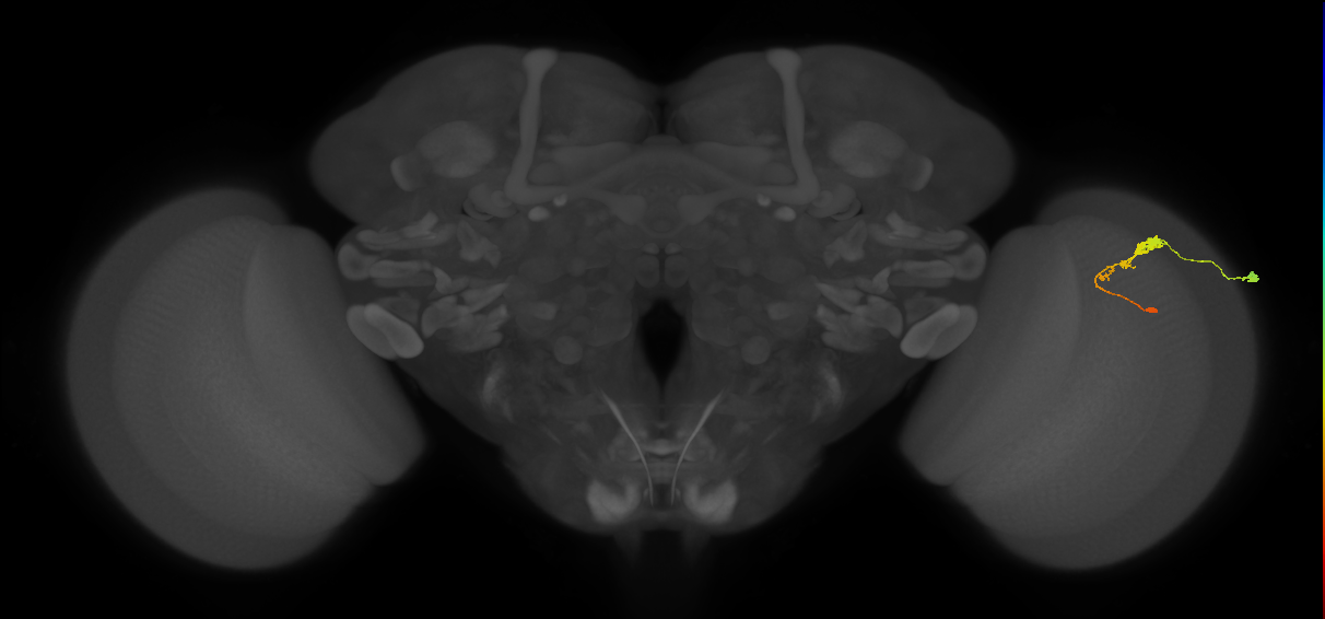 C3_R (JRC_OpticLobe:53811)