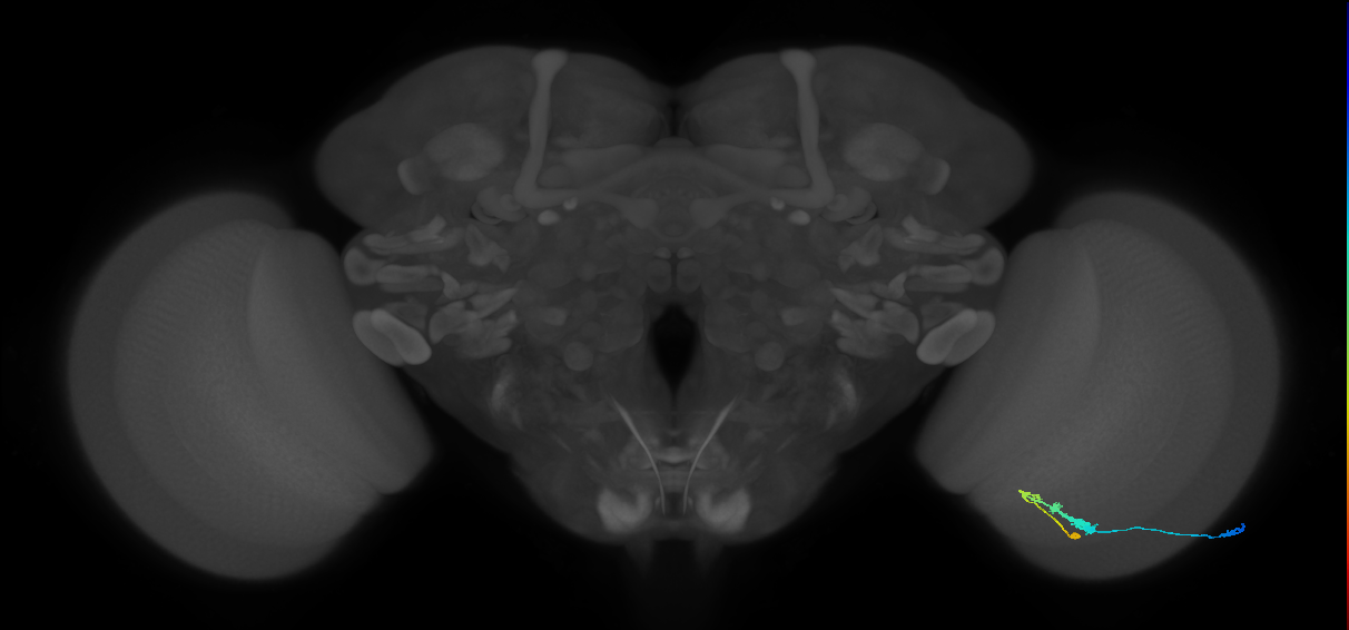 C3_R (JRC_OpticLobe:51926)